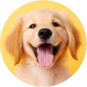 Cães