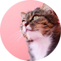 Gatos
